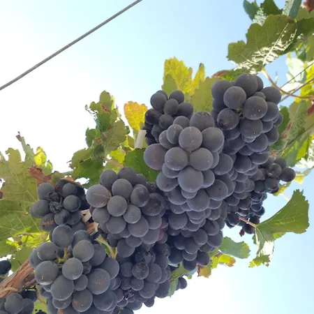 Borgo Giallonardo Wine Relais Rezort